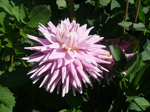 yellow dahlia