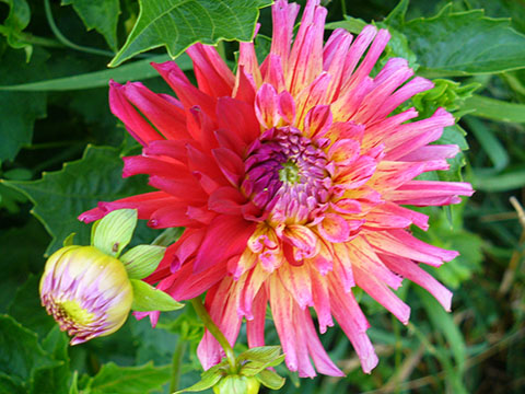 pink dahlia flower