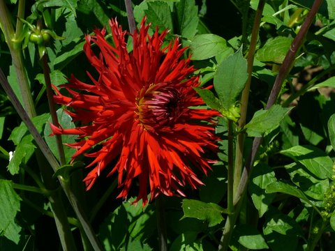 red dahlia