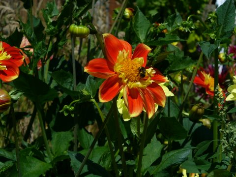 orange dahlia